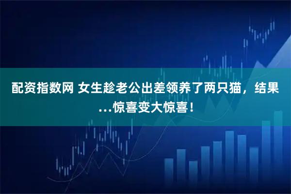 配资指数网 女生趁老公出差领养了两只猫，结果…惊喜变大惊喜！